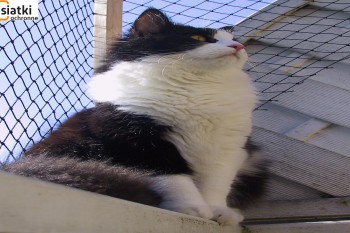 Siatki Pabianice - Siatka balkonowa – zabezpieczenie dla kota dla terenów Pabianic