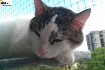 Siatki Pabianice - Siatka sznurkowa na balkon dla kota dla terenów Pabianic